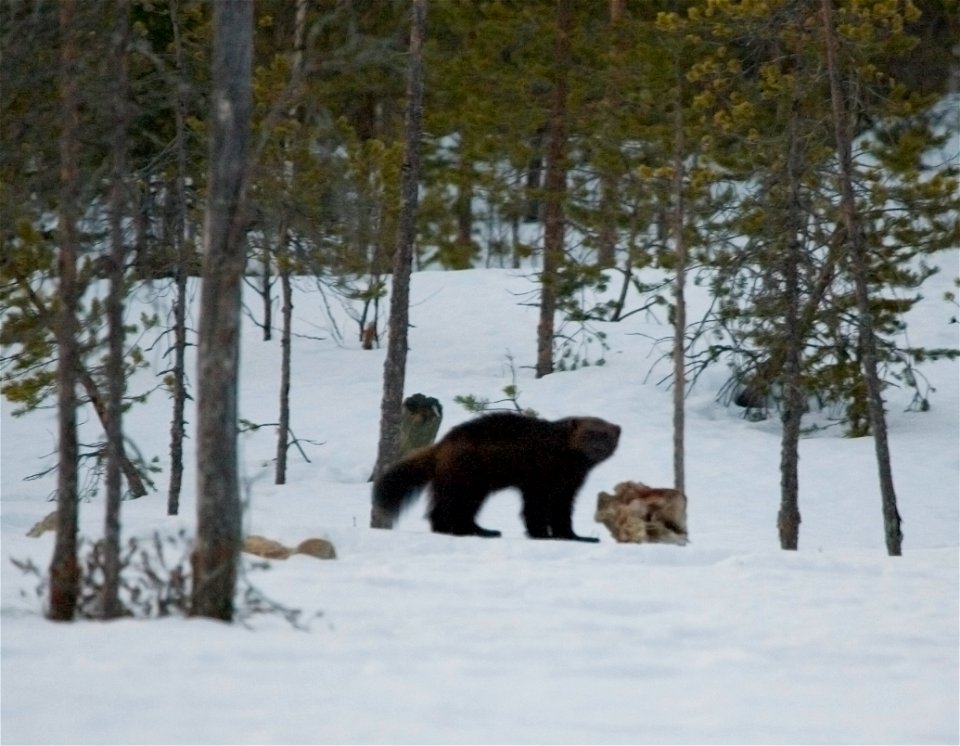 Wolverine (Gulo gulo).