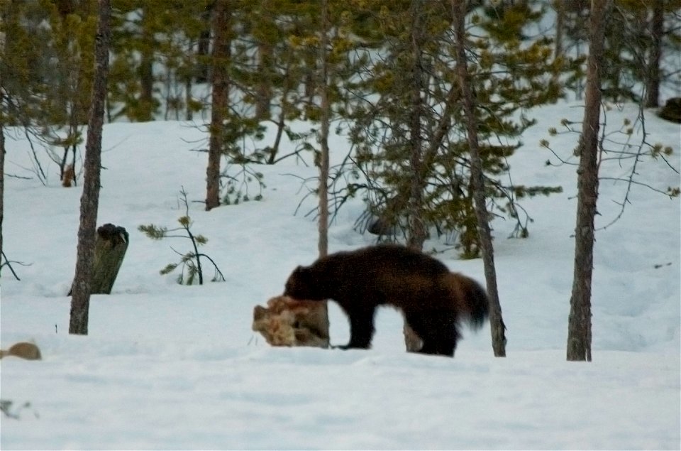 Wolverine (Gulo gulo).