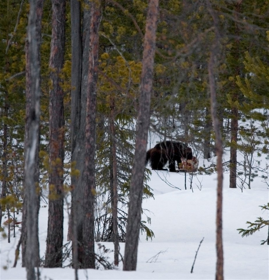 Wolverine (Gulo gulo).