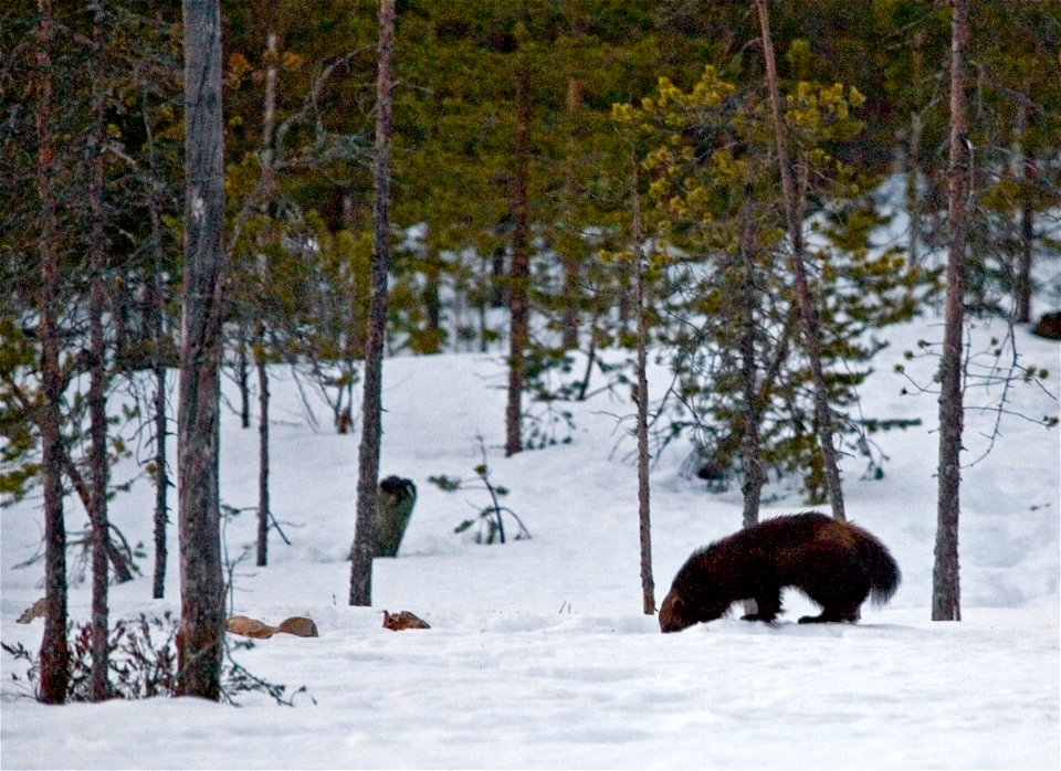 Wolverine (Gulo gulo).