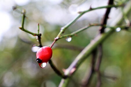 Healthy autumn water drops