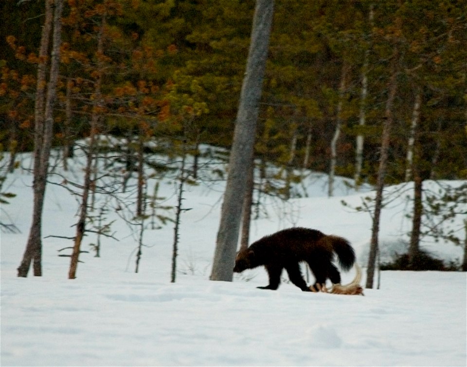 Wolverine (Gulo gulo).