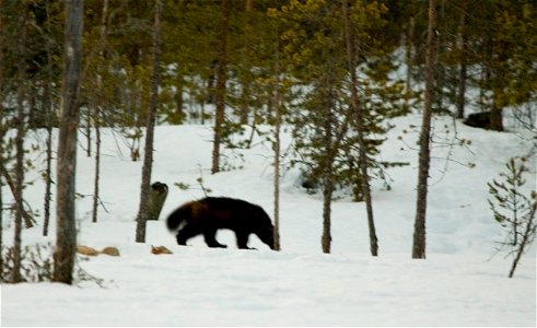 Wolverine (Gulo gulo). photo