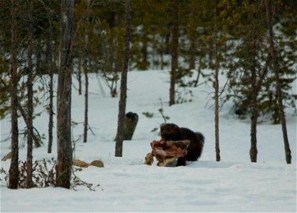 Wolverine (Gulo gulo). photo