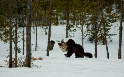 Wolverine (Gulo gulo).