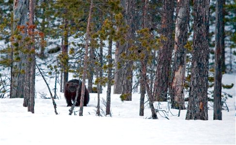 Wolverine (Gulo gulo). photo