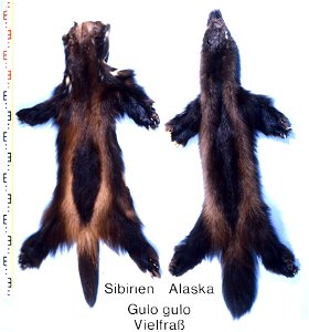Wolverine, Glutton fur skins (Gulo gulo), left Siberia, right Alaska. Fur skin collection, Bundes-Pelzfachschule, Frankfurt/Main, Germany