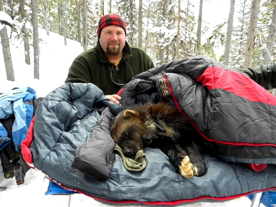 A wildlife biologist and a wolverine (Gulo gulo) in Boise National Forest, Idaho