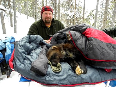 A wildlife biologist and a wolverine (Gulo gulo) in Boise National Forest, Idaho photo