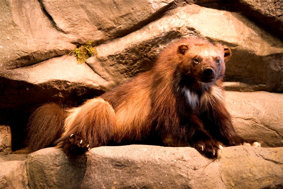Wolverine display at Arctic Interagency Visitor Center at Coldfoot