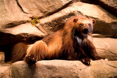 Wolverine display at Arctic Interagency Visitor Center at Coldfoot