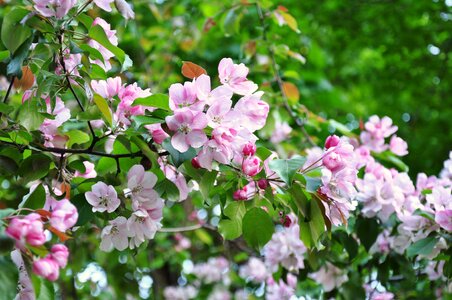 Bloom spring flowers cherry photo