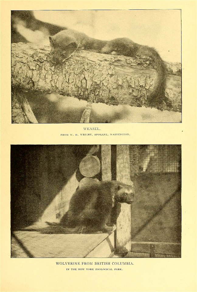 WEASEL. 
FROM W. H. WRIGHT, SPOKANE, WASHINGTON. 
WOLVERINE FROM BRITISH COLUMBIA. 

IN THE NEW YORK ZOOLOGICAL PARK.