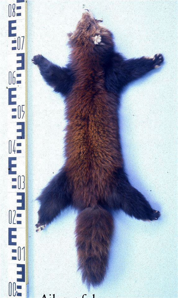 Red panda (Ailurus fulgens). Fur skin collection, Bundes-Pelzfachschule, Frankfurt/Main, Germany