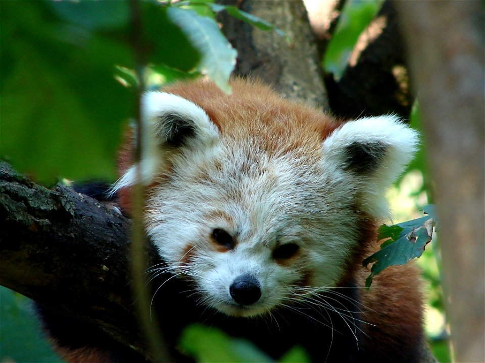 Red Panda "Isabel" (*2004) in the Tierpark Berlin.
