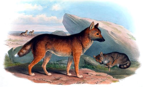 Illustration from The mammals of Australia Gould vol 3, auto retouch in GIMP