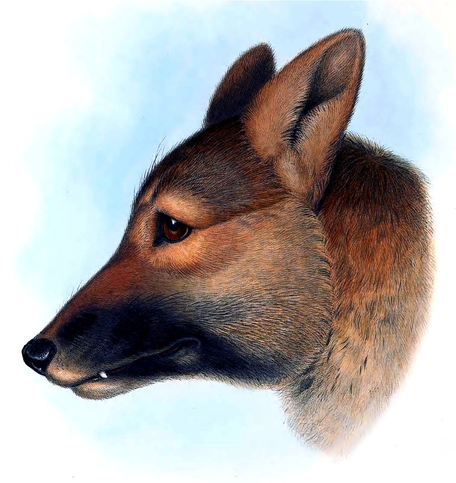 Illustration from The mammals of Australia Gould vol 1, auto retouch in GIMP