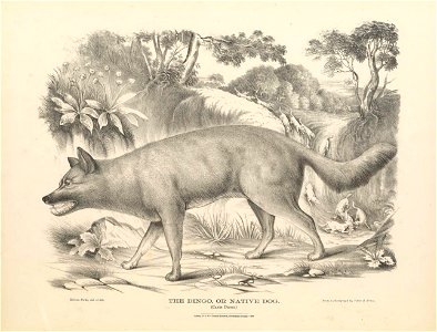 The mammals of Australia :. Sydney :Thomas Richards, government printer,1871.. biodiversitylibrary.org/page/53742496 photo