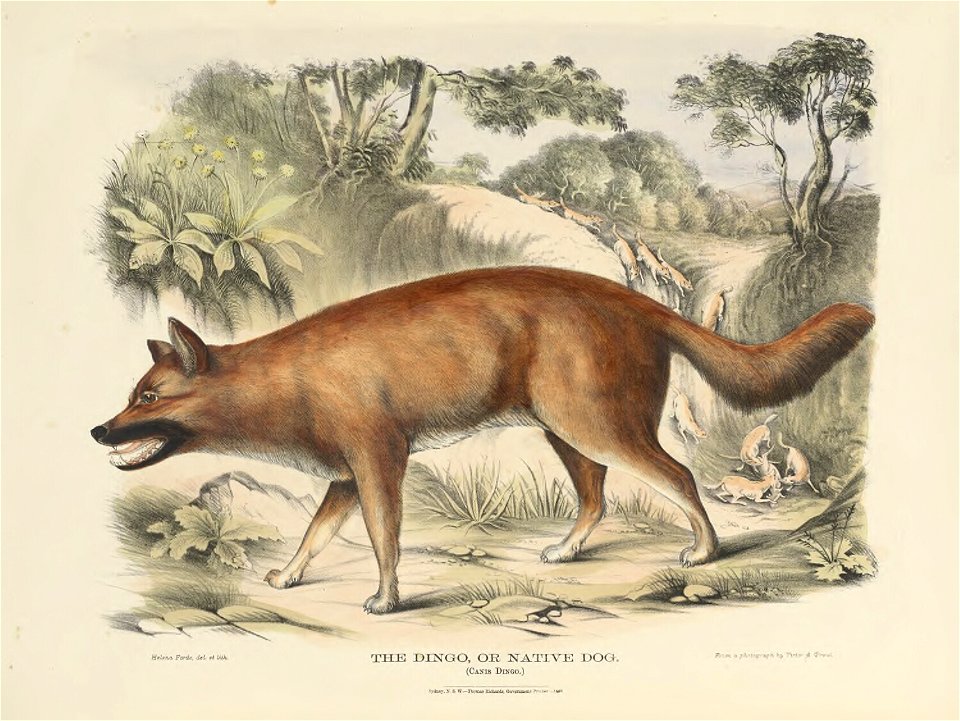 in The Mammals of Australia