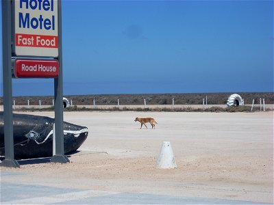 Dingo and model whale at the Nullarbor Roadhouse in March 2008, w:Nullarbor, South Australia photo