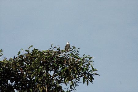 Bald eagle (Haliaeetus leucocephalus) in Borneo photo