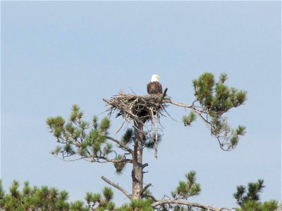 Photo by USFWS. photo