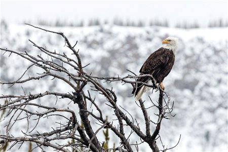 Bald eagle along the Madison River photo