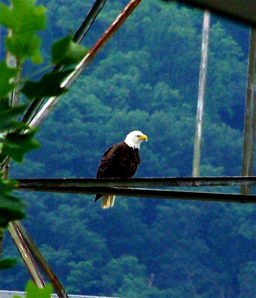 my first Bald Eagle