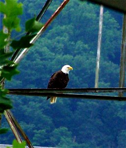 my first Bald Eagle