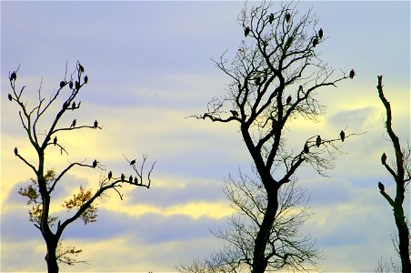 Bald Eagles in trees in the Chehalis Estuary photo