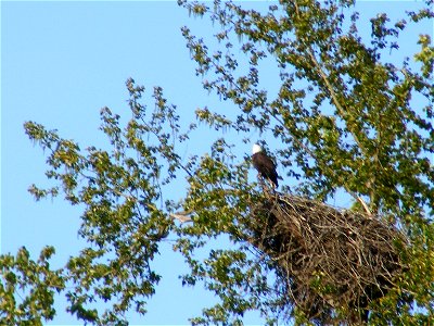 Bald Eagle near Wallace Drive, Central Saanich photo