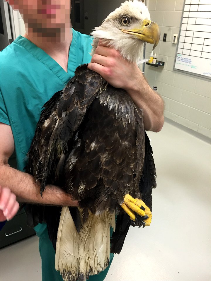 The Tennessee Wildlife Resources Agency and the U.S. Fish and Wildlife Service are investigating the shooting of an adult Bald Eagle approximately 14 miles east of Vonore, Tennessee, near the intersec