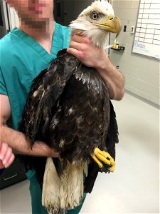 The Tennessee Wildlife Resources Agency and the U.S. Fish and Wildlife Service are investigating the shooting of an adult Bald Eagle approximately 14 miles east of Vonore, Tennessee, near the intersec