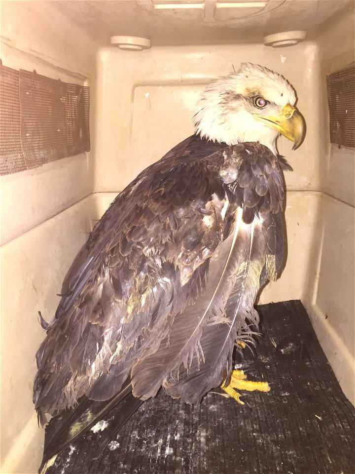 The Tennessee Wildlife Resources Agency and the U.S. Fish and Wildlife Service are investigating the shooting of an adult Bald Eagle approximately 14 miles east of Vonore, Tennessee, near the intersec