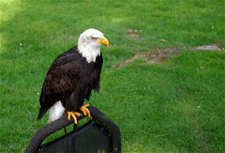 Weißkopfseeadler auf der Adlerwarte Berlebeck, Teutoburger Wald photo