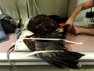The Tennessee Wildlife Resources Agency and the U.S. Fish and Wildlife Service are investigating the shooting of an adult Bald Eagle approximately 14 miles east of Vonore, Tennessee, near the intersec