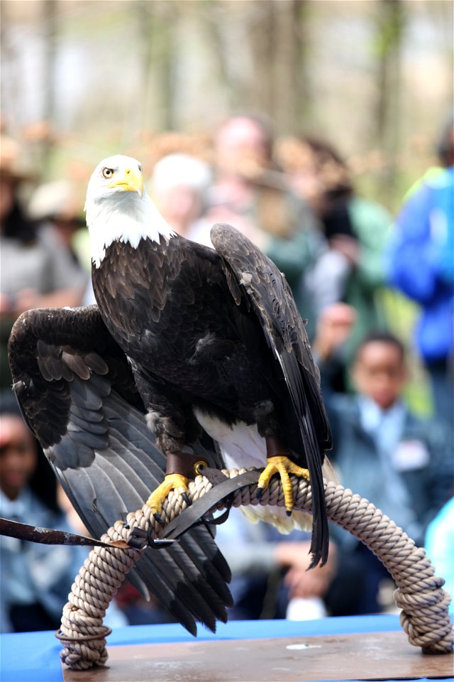 As part of an education and outreach program, students got to see and ask questions about a live bald eagle


Photo credit: Greg Thompson/U.S. Fish and Wildlife Service