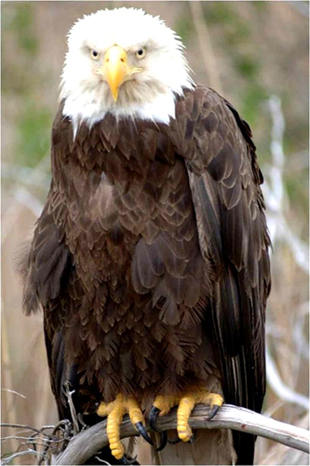 Photo: USFWS Northeast Region