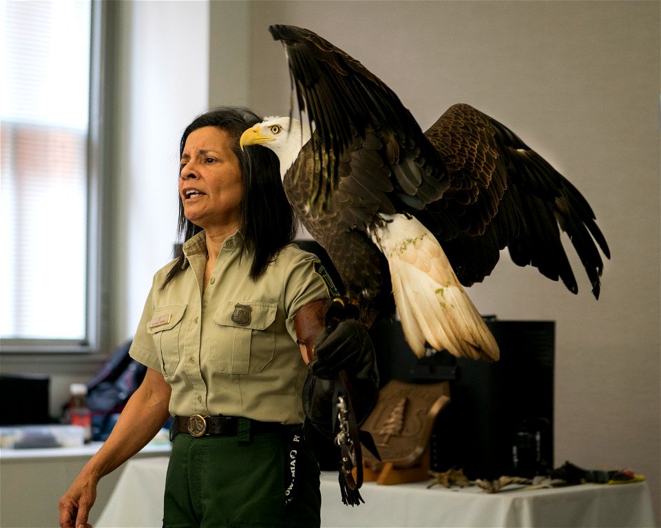 Jo Santiago, a wildlife biologist and a raptor rehabilitation specialist, handles Freedom, a bald eagle during a presentation in Washington D.C., April 24, 2019. (Forest Service photo by Tanya Flores)