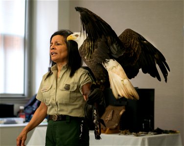 Jo Santiago, a wildlife biologist and a raptor rehabilitation specialist, handles Freedom, a bald eagle during a presentation in Washington D.C., April 24, 2019. (Forest Service photo by Tanya Flores)