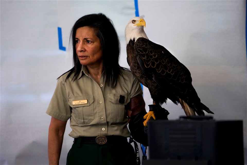 Jo Santiago, a wildlife biologist and a raptor rehabilitation specialist, handles Freedom, a bald eagle during a presentation in Washington D.C., April 24, 2019. (Forest Service photo by Tanya Flores)