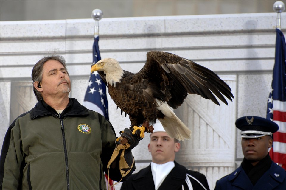 An American Bald Eagle, symbol of the United States, stretches his wings during the inaugural opening ceremonies Jan. 18, 2009 at the Lincoln Memorial.