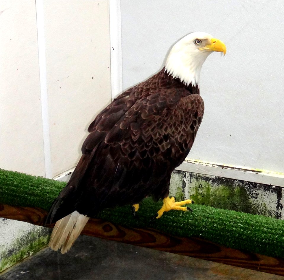 an injured bald eagle was found on the northern end of Chickamauga Lake along the Tennessee River in Hamilton County near Thatch Road Gravel Boat Ramp and just south of Eldridge Slough.  An examinatio