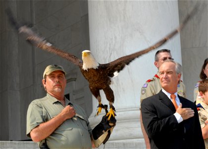 Challenger, a bald eagle, takes flight during the Bald Eagle Recovery and Final Delisting ceremony held at the Jefferson Memorial, June 28, 2007, as Interior Secretary Dirk Kempthorne (right) stands w