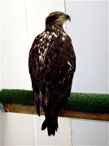 a second injured bald eagle was found in the area of Tellico Lake along the Tellico River arm in Monroe County.  It was found on Scenic River Road where it crosses the land bridge approximately 3.4 mi