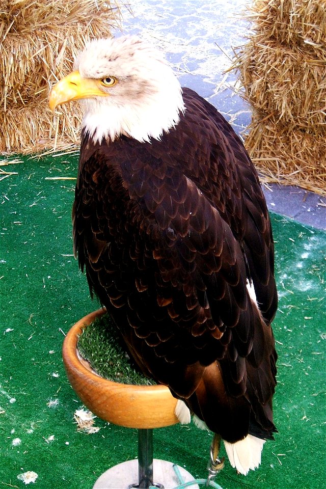 Águila calva en Medina del Campo, Valladolid, España