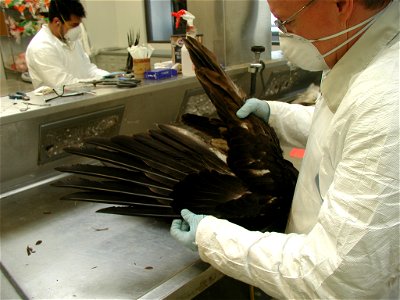 National Eagle Repository, Us FWS. Staff processing a Bald Eagle (Haliaeetus leucocephalus) photo