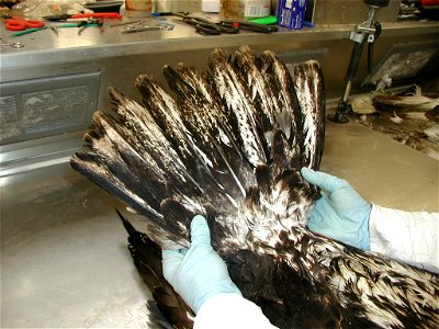 National Eagle Repository, US Fish and Wildlife Service. Staff processing a Bald Eagle (Haliaeetus leucocephalus)