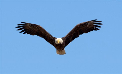 The lands of Benton Lake National Wildlife Refuge were established to protect and provide habitat for migratory birds that cross State lines and international borders and are by law a Federal trust re photo