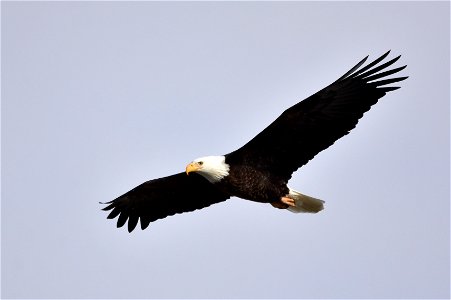 Photo: Tom Koerner/USFWS